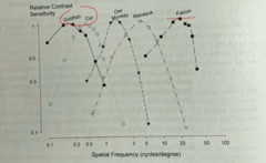 <p>Based on the following graph, the ________ has the highest contrast sensitivity for low spatial frequencies</p>