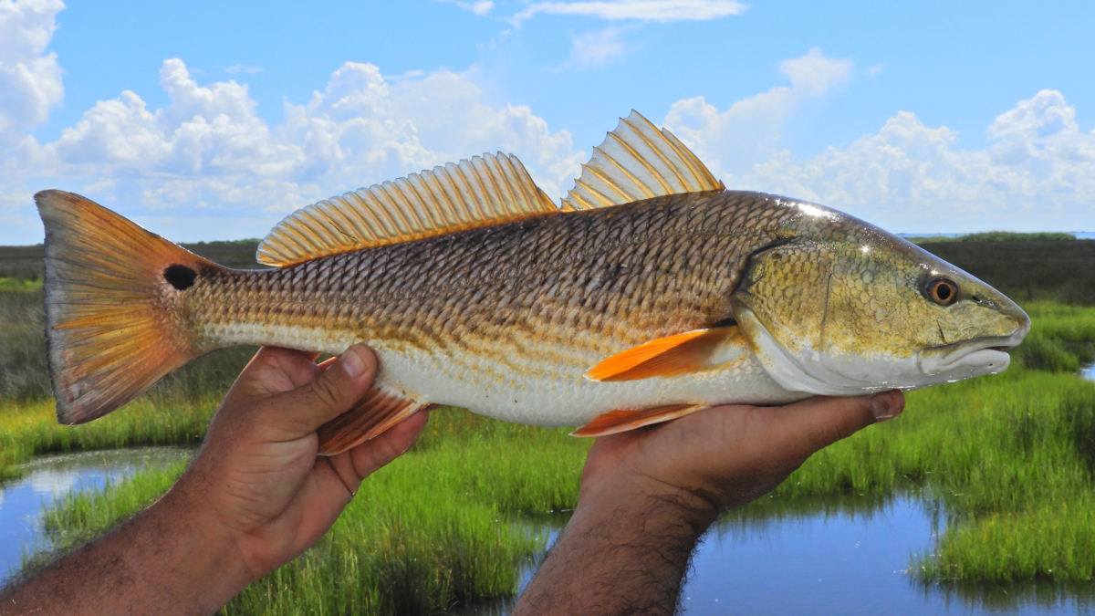 <p>Bronze-red back, spot at base of tail, no barbel</p>