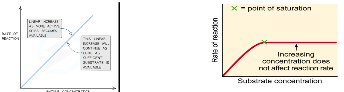<p>Enzyme Concentration:</p><ul><li><p>Increasing Enzyme Concentration → Rate of reaction increases </p></li></ul><p>Substrate Concentration:</p><ul><li><p>Enzyme activity increases as Substrate Concentration increases</p></li><li><p>Maximum rate is achieved when all the active sites of an enzyme are filled (point of saturation)</p><ul><li><p>Increasing Substrate Concentration no longer affects reaction rate</p></li></ul></li></ul><p></p>