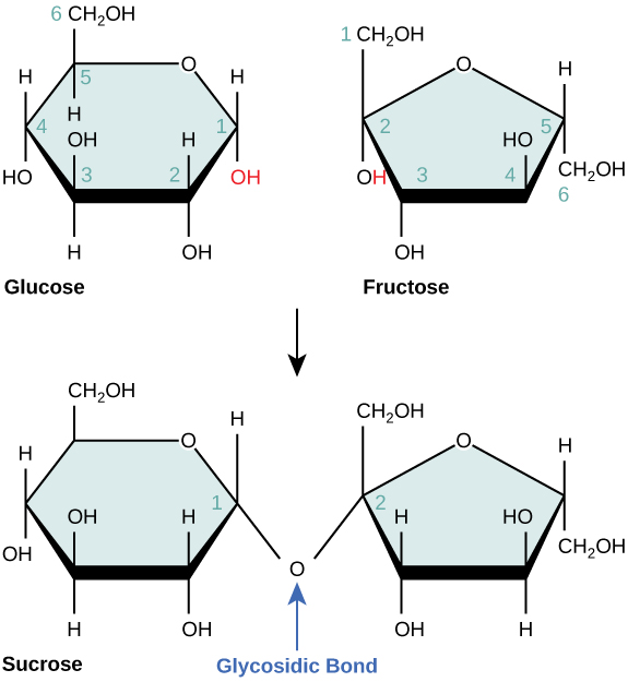 <p><span>To recognize a carbohydrate by its molecular structure, look for a carbon chain</span> bound to hydrogen and oxygen in a 1:2:1 ratio,(C<sub>n</sub>(H<sub>2</sub>O)<sub>n</sub>), containing multiple hydroxyl groups (-OH) and an internal carbonyl group (C=O) that forms either an open chain or a ring. </p><p></p>