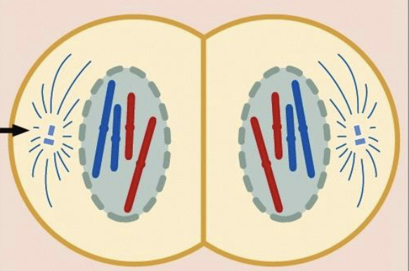 <ul><li><p>nuclear envelope reforms around each daughter nucleus</p></li><li><p>chromosomes uncoil or relax</p></li><li><p>spindle disappears</p></li><li><p>then cytokinesis (cytoplasm divides)</p><ul><li><p>at the same time essentially</p></li></ul></li><li><p>result = 2 GENETICALLY IDENTICAL CELLS</p><ul><li><p>clones and identical to the original cell </p></li></ul></li></ul><p></p>