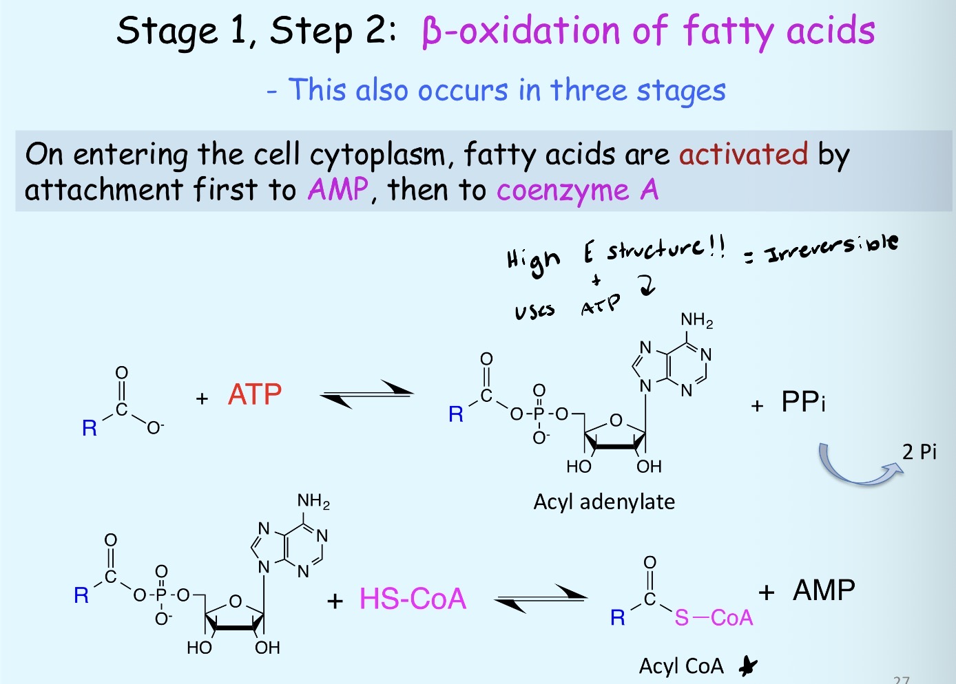 <p>When entering the cell cytoplasm, fatty acids are activated by attaching to AMP first then to coenzyme A</p>