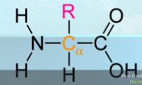 <p>Foundation of Amino Acids</p>