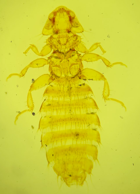 <p>ID sp and gender</p>