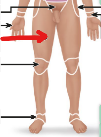 <p>the upper leg area </p>