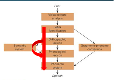 <p>A reading process that involves looking up kinown words in long-term memory to retrieve knowledge about their spelling and pronunciation.</p>