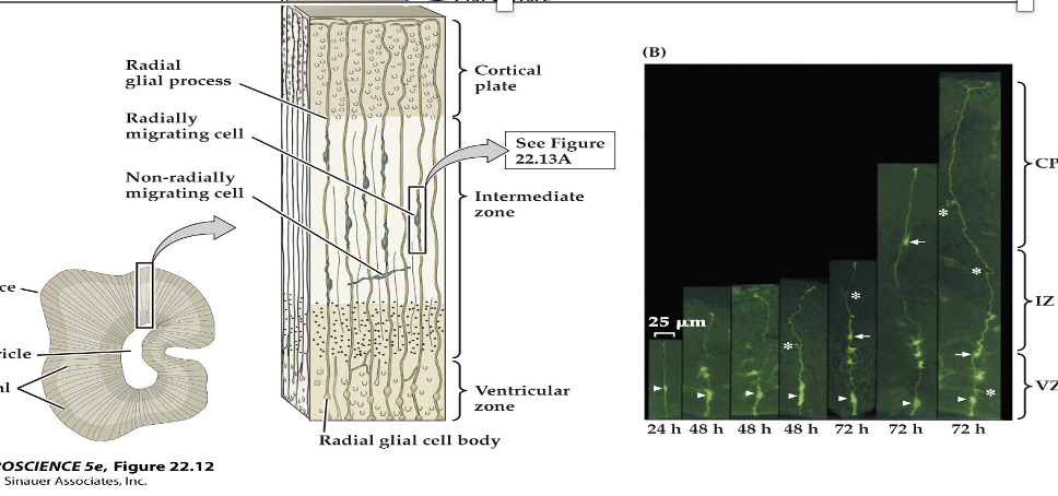 <p><strong>22.13 Radial glia guide migrating neurons</strong></p>