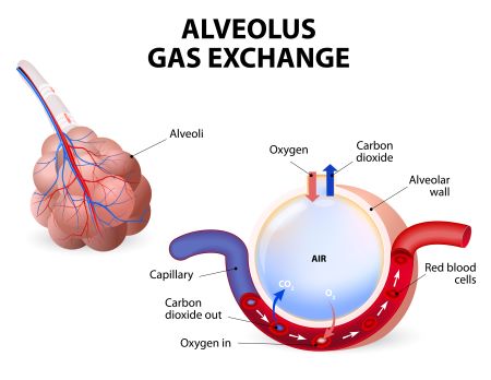 <p>O2 given into the bloodstream</p><p>blood cell drops CO2 to be exhaled</p>