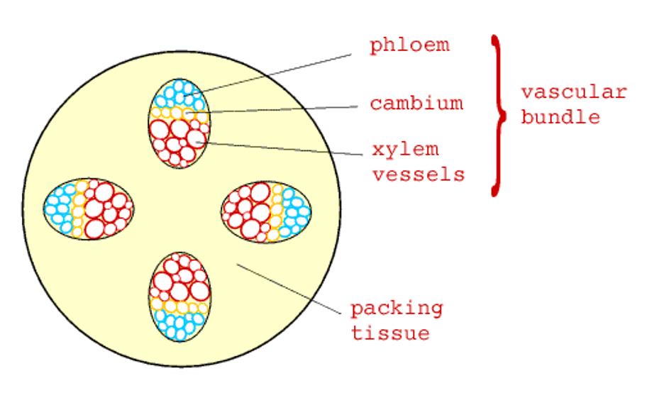 <p>Phloem outside</p><p>Cambium middle</p><p>Xylem inside</p><p>Ovals</p>