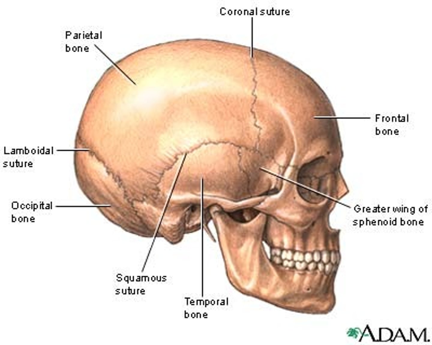 <p>Areas where the cranial bones have joined together</p>
