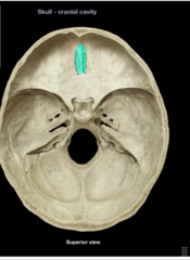 <p>Bone forming part of the nasal cavity and orbits.</p>