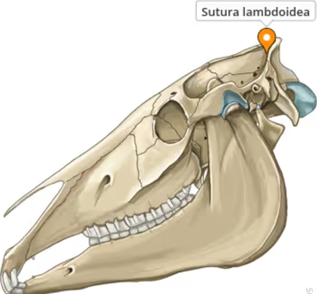 <p>sutura lambdoidea</p>