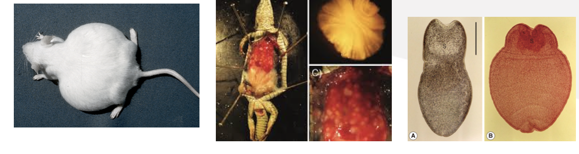 <p>What type of metacestode stage is this?</p>