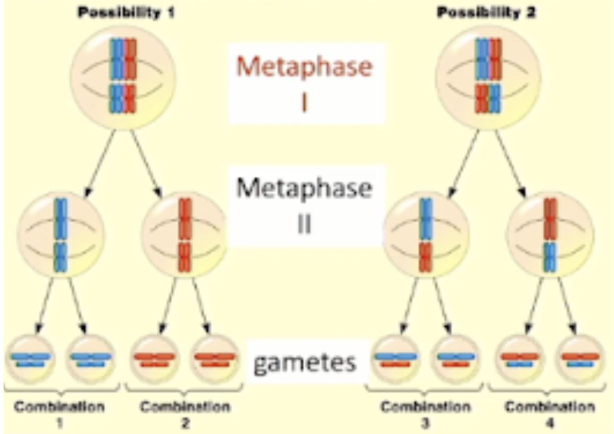 <p>homologous chromosomes assort ______________</p><ul><li><p>in the end have ___ different possible combinations in gametes</p></li></ul><p></p>