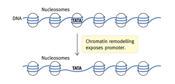 <p>Étape de la transcription : séquence promotrice devient disponible par réarrangement des nucléosomes (dû à désagrégation/déplacement) </p>