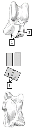<p>identify with features </p>