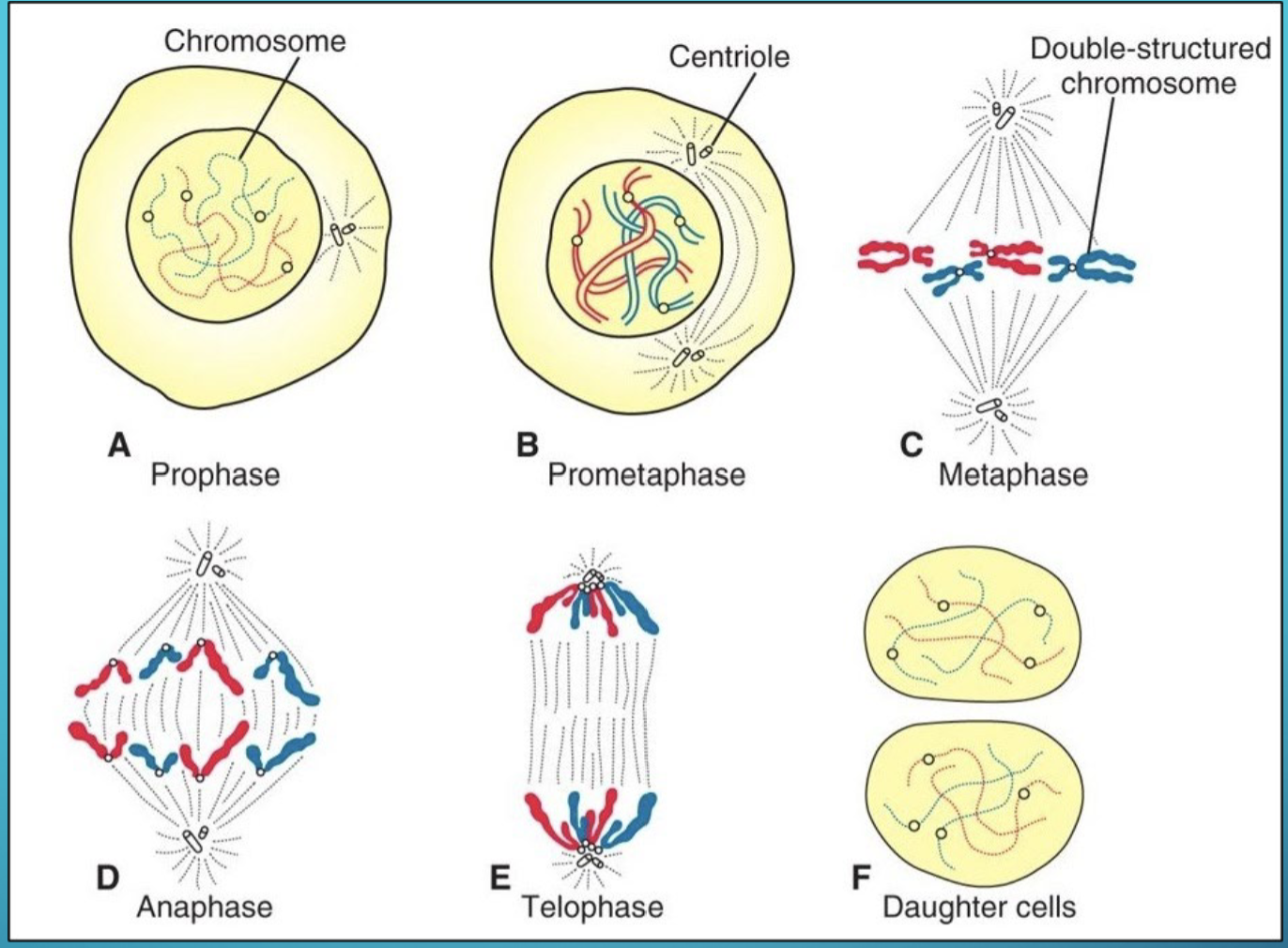 <ul><li><p>germ cells (future mature gametes) first undergo mitosis</p></li><li><p>Cell division → 2 daughter cells that are genetically identical</p></li><li><p>Each cell receives the complete complement of 46 chromosomes</p></li></ul><p></p>