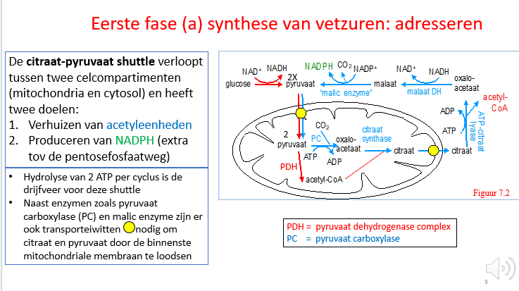 <p><span>Er worden 2 ATP’s verbruikt bij de start van de vetzuursynthese, wat dus wilt zeggen dat het een proces is dat we enkel zullen doen wanneer we net gegeten hebben</span></p>