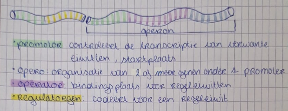 <p>enkel voorzien aan de nood van het moment</p><p>meer differentiatie → meer specifiek genengebruik</p><p>tijdelijk gebruik van sommige genen</p>