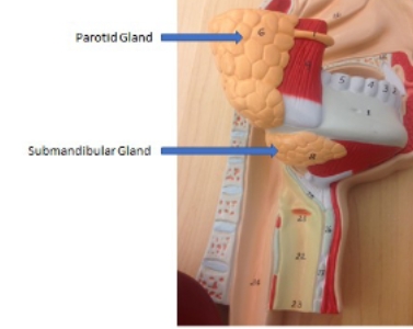 <p>submandibular gland, parotid gland</p>