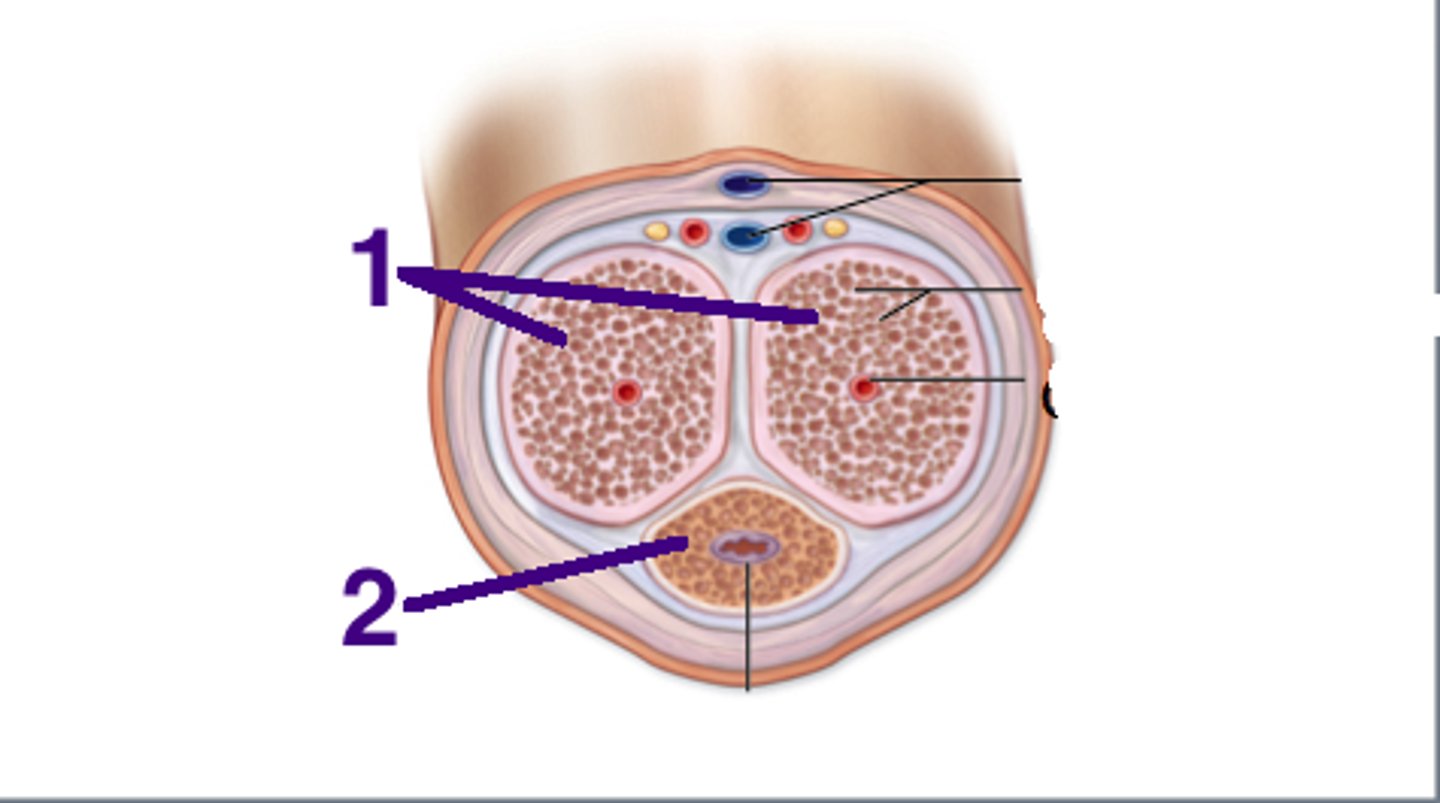 <p>(2) surrounds urethra and expands to form glans and bulb</p>
