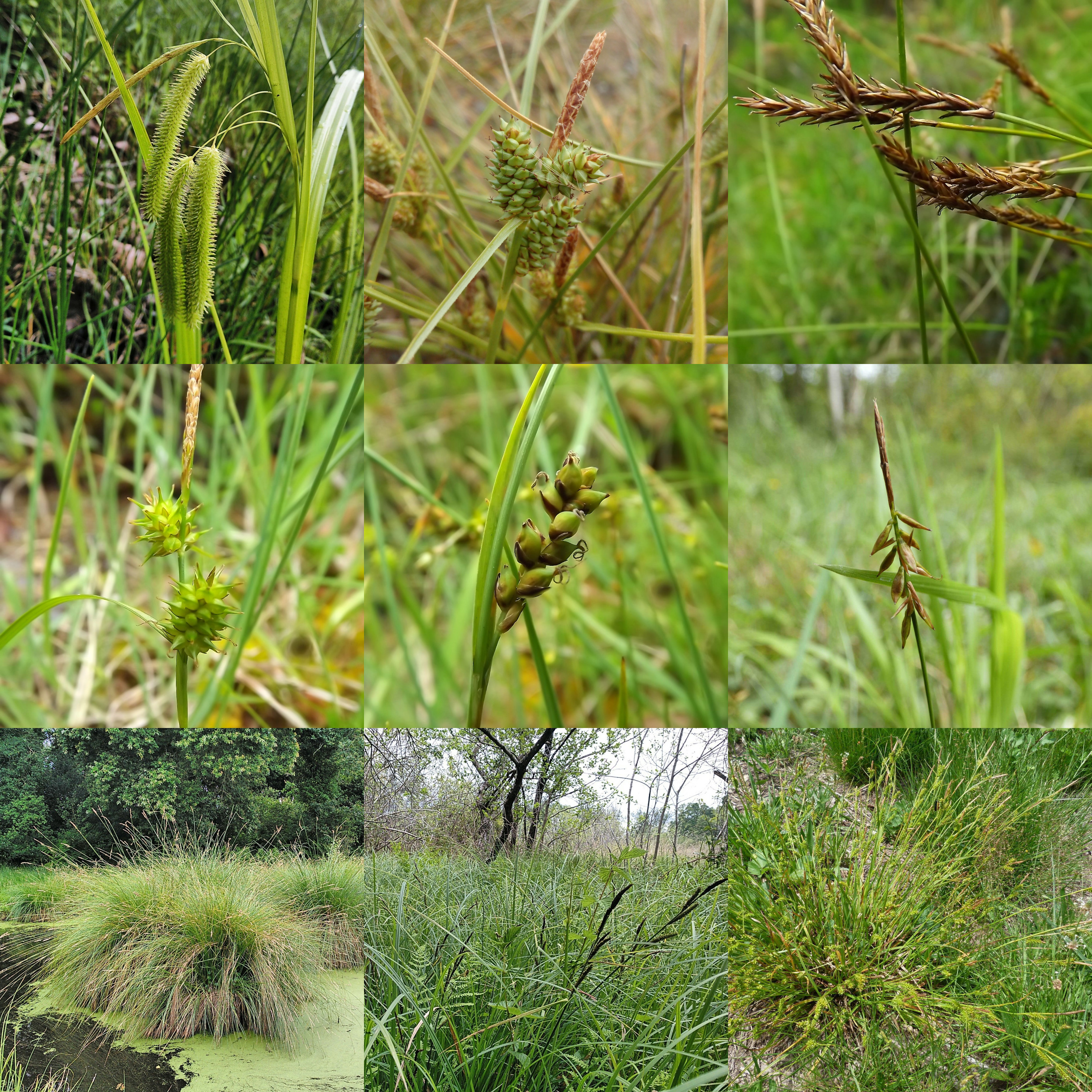 <ul><li><p>Grass-like plants dominating peatlands</p></li><li><p>Triangle-shaped stems (“sedges have edges”)</p></li><li><p>Seed heads vary: spikes or drooping clusters</p></li><li><p>Form dense tussocks in muskeg</p></li><li><p>Extremely common in Wynn bog zones</p></li><li><p>Often overlooked but ecologically dominant</p></li></ul><p></p>