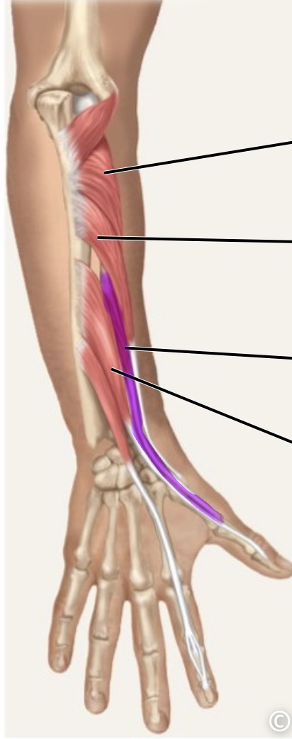 <p>posterior</p>