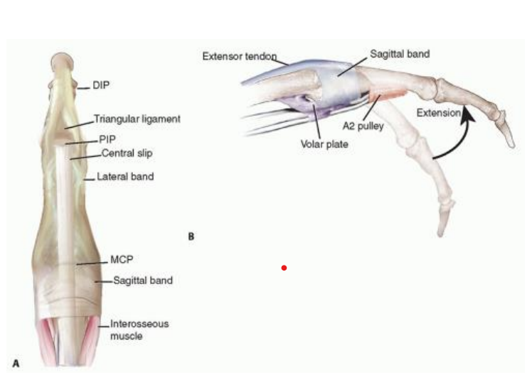 <p><strong>Sagittal bands:</strong> Originate from volar plate; wrap around MCP joint</p><ul><li><p><span style="color: blue;">Function:</span> centralize EDC tendon</p></li></ul><p></p>