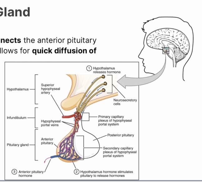 <p>Connects the anterior pituitary gland to the hypothalamus and allows for quick diffusion of hormones through a portal vein </p>