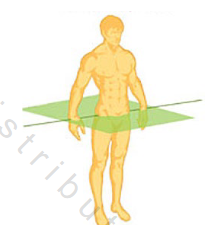 <p>Divides body into superior (upper) & inferior (lower)</p>