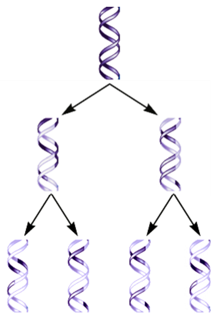<p>Koks čia DNR replikacijos modelis?</p>