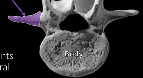 <p>Transverse Process</p>