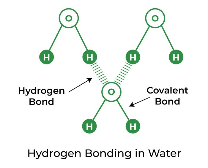 <p>When H attached to EN atom interacts with another EN atom </p>