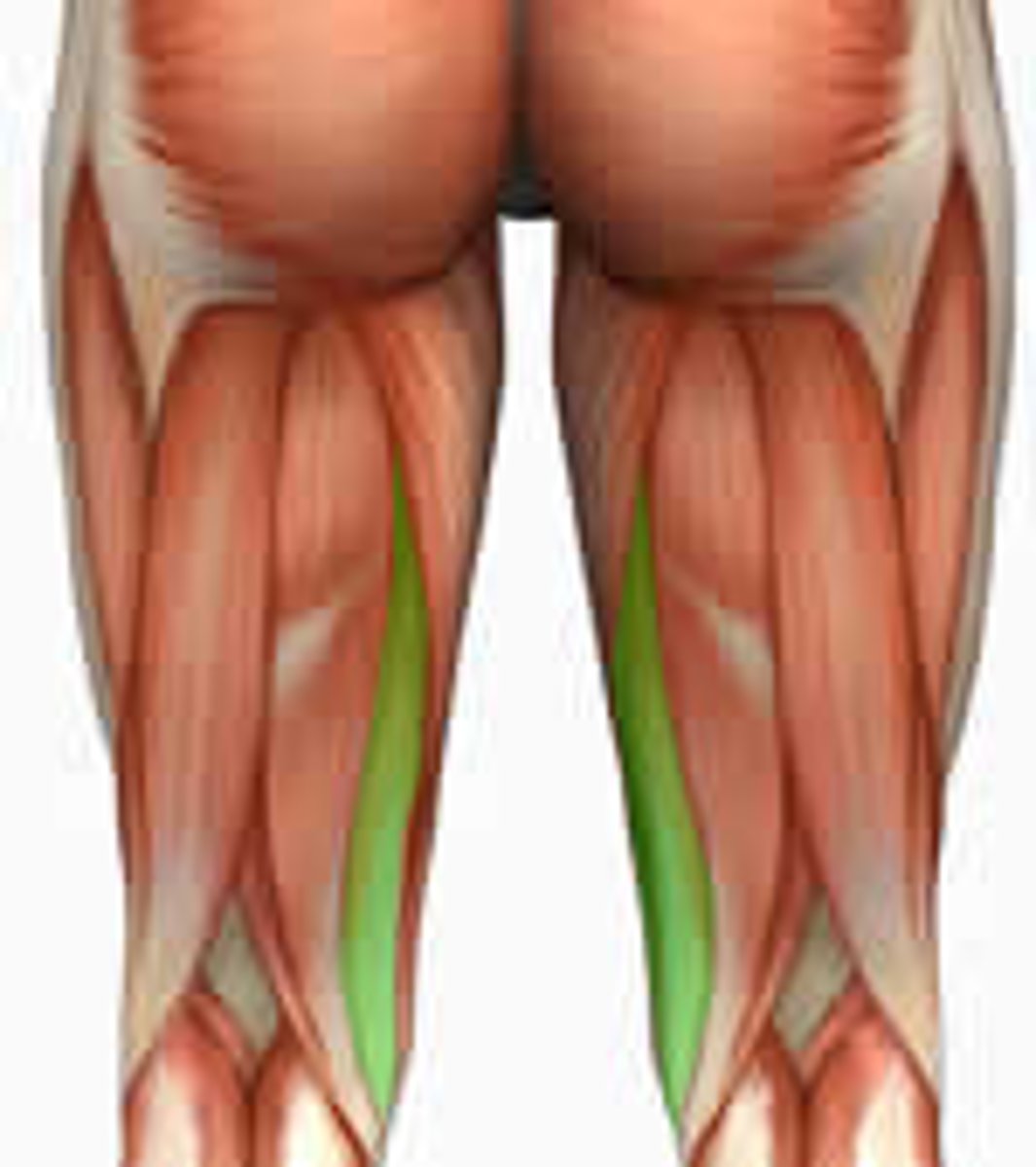 <p>Part of the hamstring group</p><p>Action - flexes leg at the knee and extends thigh at the hip; belongs to the hamstring group</p>