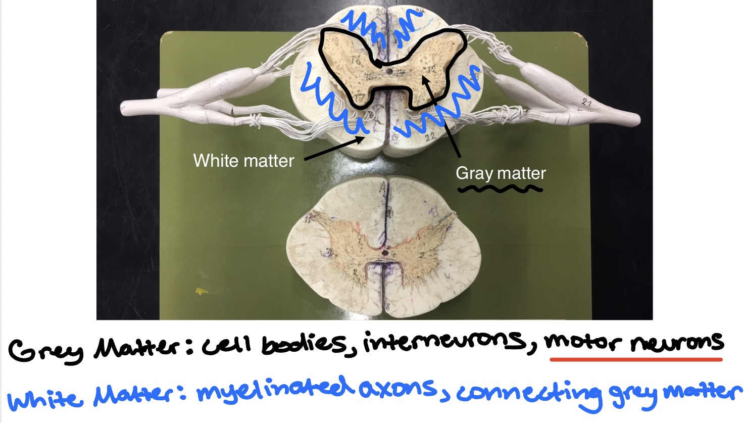 <ul><li><p><strong>Gray matter</strong>: cell bodies, interneurons, <span style="color: rgb(243, 11, 11);">motor neurons </span></p></li><li><p><span style="color: rgb(11, 34, 197);"><strong>White matter</strong>: myelinated axons, connecting grey matter</span></p></li></ul><p></p>