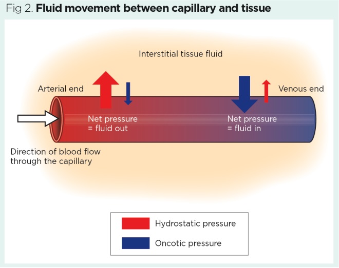 <p>Movement of water out the bed happens on the ______ end, and blood flow moves from this direction to the other. </p>