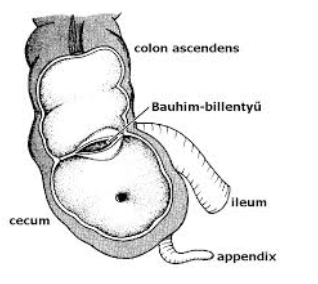 <ul><li><p style="text-align: justify;"><span style="background-color: transparent;"><em>Ceacum</em></span></p></li><li><p style="text-align: justify;"><span style="background-color: transparent;">Legtágabb vastagbélszakasz</span></p></li><li><p style="text-align: justify;"><span style="background-color: transparent;">Nevét alsó, vak végéről kapta</span></p></li><li><p style="text-align: justify;"><span style="background-color: transparent;">Felső határaként az ileum beszájadzási helyét jelöljük meg, ahol egy billentyű található (Bauhin-billentyű)</span></p></li><li><p style="text-align: justify;"><span style="background-color: transparent;">A jobb csípőárokban helyezkedik el</span></p></li><li><p style="text-align: justify;"><span style="background-color: transparent;">Hossza: átlag <strong>7 cm</strong></span></p></li><li><p style="text-align: justify;"><span><strong>Féregnyúlvány</strong></span><span style="background-color: transparent;"> (<em>appendix</em>): a vakbélnek kb. ceruzavastagságú csökevényes darabja, rendkívül szűk keresztmetszetű és változó hosszúságú</span></p></li><li><p style="text-align: justify;"><span style="background-color: transparent;">A féregnyúlvány nyirokszerv a „hasüreg mandulája”</span></p></li><li><p style="text-align: justify;"><span><strong>Szerepe</strong></span><span style="background-color: transparent;">: hasüregi fertőzések kivédése, gyakori gyulladása is ezzel áll összefüggésben</span></p></li></ul><p></p>