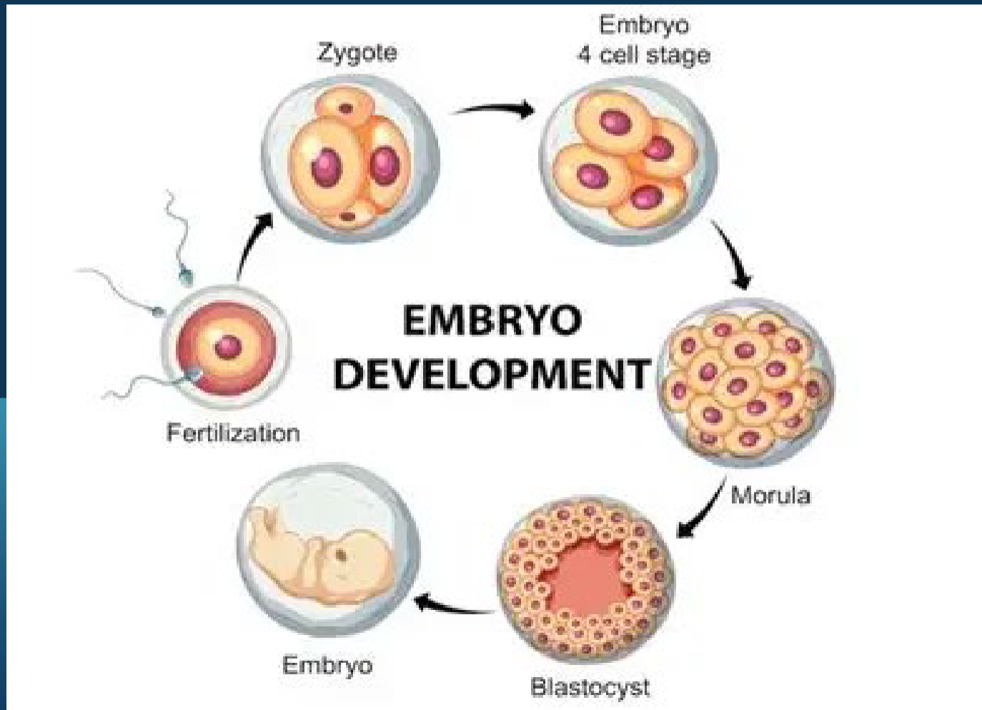 <p>Is the branch of Biology studying the prenatal development of gametes, fertilization and the development of the embryos and fetuses</p>