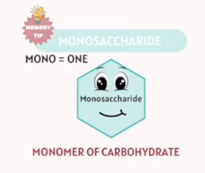 <p>Monosaccharide</p>