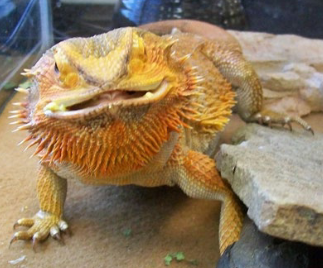 <p>The scales of the bearded dragon protect against drying out and their claws provided ______ on land.</p>