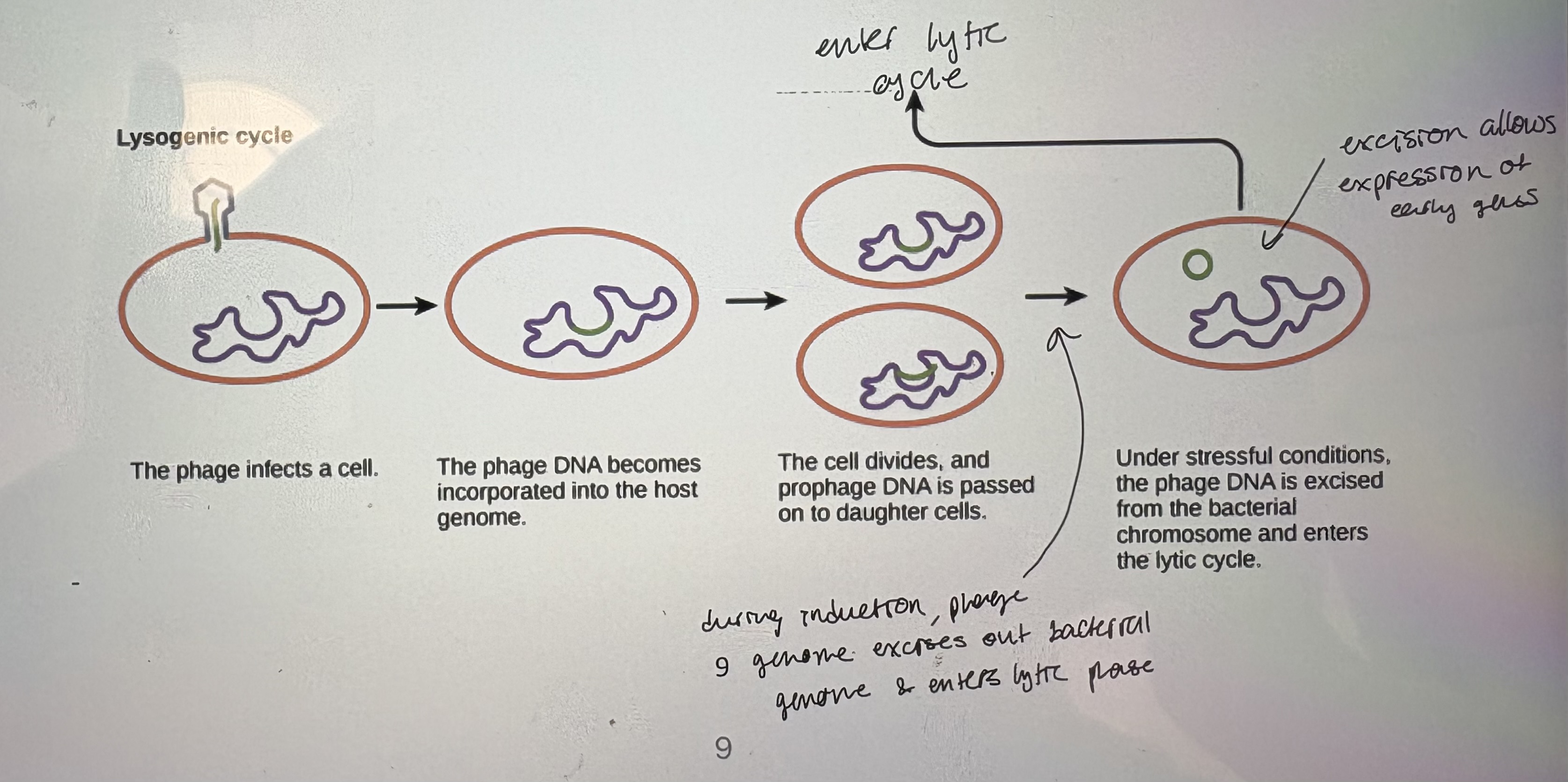 <p>- Lysogenic: phage DNA becomes integrated into the bacterial chromosome and is silent, aka a prophage</p><p>- Lysogen: bacteria carrying a phage</p><p>- Lysogeny: process of integrating phage DNA into bacterial chromosome. A</p><ul><li><p>Advantage: virus replicated along w/ bacterial host</p></li></ul><p>- Temperate bacteriophage: a phage strain capable of lysogeny</p><p>1) Phage adsorption and injection of phage DNA into host cell</p><p>2) Brief period of transcription</p><ul><li><p>expression of i. repressor phage protein = shut down lytic cycle, ii. site specific recombinase = facilitate host genome integration</p></li></ul><p>3) Phage DNA molecule recombines into the bacterial chromosome</p><ul><li><p>often into integration hot spots</p></li></ul><p>iv. Phage DNA is now replicated with the bacterial chromosome as the bacterium grows</p><ul><li><p>does not express phage structural proteins</p></li></ul><p>v. Lytic growth may be triggered again after many cell generations by a process known as induction (occurs if host cell experinces stress)</p><div data-type="horizontalRule"><hr></div><p>- Efficiency of plating (EOP): fraction of phage particles that can form a phage. Most phage EOP = 1</p><p>- Multiplicity of infection (MOI): # of phage adsorbed onto bacteria. Dtermines how many bactetia will be infected</p><p>- Isolation of Phage stocks</p><ul><li><p>Phage produce more rapidly than bacteria (100 phage vs 2 bacteria per generation time)</p></li></ul><p>- Host range</p><ul><li><p>Phage infection shows host specificity. Eg. Phage P22 infects Salmonella typhimurium but not Escherichia coli</p></li><li><p>Host range is determined by many factors; cell wall components, potential phage receptors, restriction enzymes of host</p></li><li><p>Mutants in host range are easy to identify</p></li></ul><p>- Some mutant bacteria may be resistant to phage infection. No plaques/bacterial lawn. Mutant ohage can now adhere to mutant bacteria</p><p>- h mutants: mutations that extended the host range. Easy to find because of sheer # of phage allows isolation of rare events</p><p>- Phages are good genetic models because:</p><p>1) Bacteriophage are haploid; mutations manifest immediately</p><p>2) Short generation times: >100 phages in ~20 min/bacterium (allows us to identify rare events)</p><p>3) Multiply clonally: can isolate &amp; maintain pure stocks. Easy to manipulate.</p><p>4) Easy to cross phage strains</p><ul><li><p>Infect same bacteria with different mutant phage stocks at high MOI</p></li><li><p>Some bacteria will be infected by both phage</p></li><li><p>Bacterium will contain genomes from 2 diff phage strains. Genomes can inetract in this common cytoplasm; can complement, can recombine.</p></li></ul><p>5) Mutant Selection: Millions of phage can be mixed with bacteria and grown under selective conditions</p><ul><li><p>Ex rll mutant: creates mottled plaques. Rapid lysis.</p></li></ul><p></p><p></p><p></p>