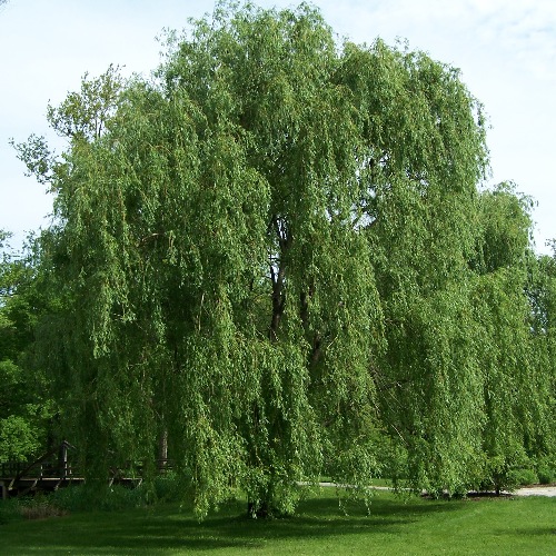 <p>Suomennos: paju</p>