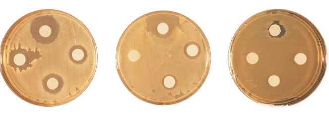 <ul><li><p>Filter paper disks are impregnated with a disinfectant and placed onto a lawn of bacteria </p></li><li><p>Zone of clearing around disk = the agent is effective at disinfecting the bacteria </p></li></ul><p></p>