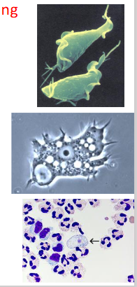 <p>Protozoan parasites direct transmission</p>