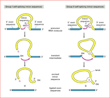 <ul><li><p>RNA</p></li><li><p>catalyze peptide bond formation</p></li><li><p>self-splicing</p></li><li><p>involved in self-replication</p></li></ul><p></p>