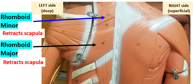 <p><strong>Action: </strong>Retracts scapula.</p>