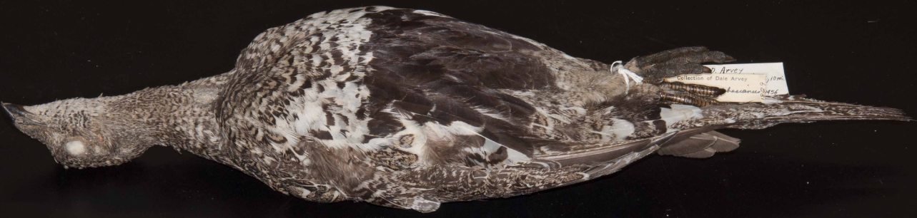 <p>Grouse</p>