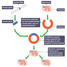 <ul><li><p>bacterium with ring of DNA called a plasmid</p></li><li><p>plasmid taken out of bacterium and split open by enzyme</p></li><li><p>insulin gene cut out by an of DNA by enzyme</p></li><li><p>plasmid with insulin gene in it taken by bacterium</p></li><li><p>bacterium multiplies many times </p></li><li><p>insulin gene is switched on & insulin is harvested</p></li></ul><p></p>