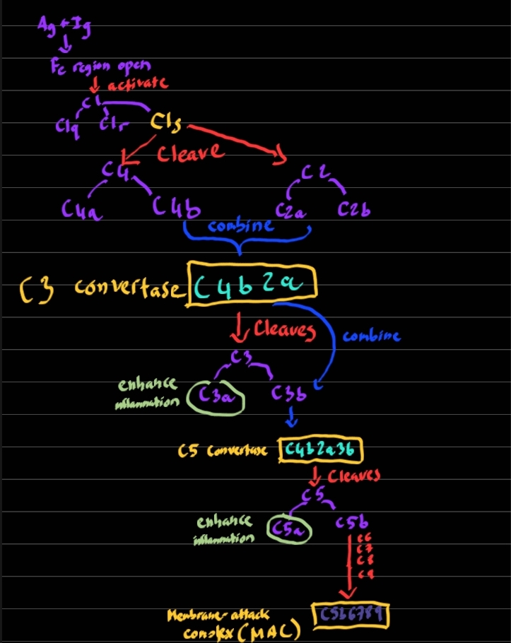 <ol><li><p><span style="color: rgb(176, 190, 150);">Triggers when Igs bind to microbial Ags</span> and the <span style="color: yellow;">Fc region</span> is opened</p></li><li><p><span style="color: yellow;">C1q </span><span>binds </span><span style="color: yellow;">Fc region</span><span> to activate C1r &amp; </span><span style="color: red;">C1s</span></p></li><li><p><span style="color: red;">C1s</span> cleaves both C4 &amp; C2</p></li></ol><p></p>