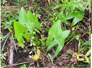 <p>family- Alismataceae              Sagittaria latifolia</p>